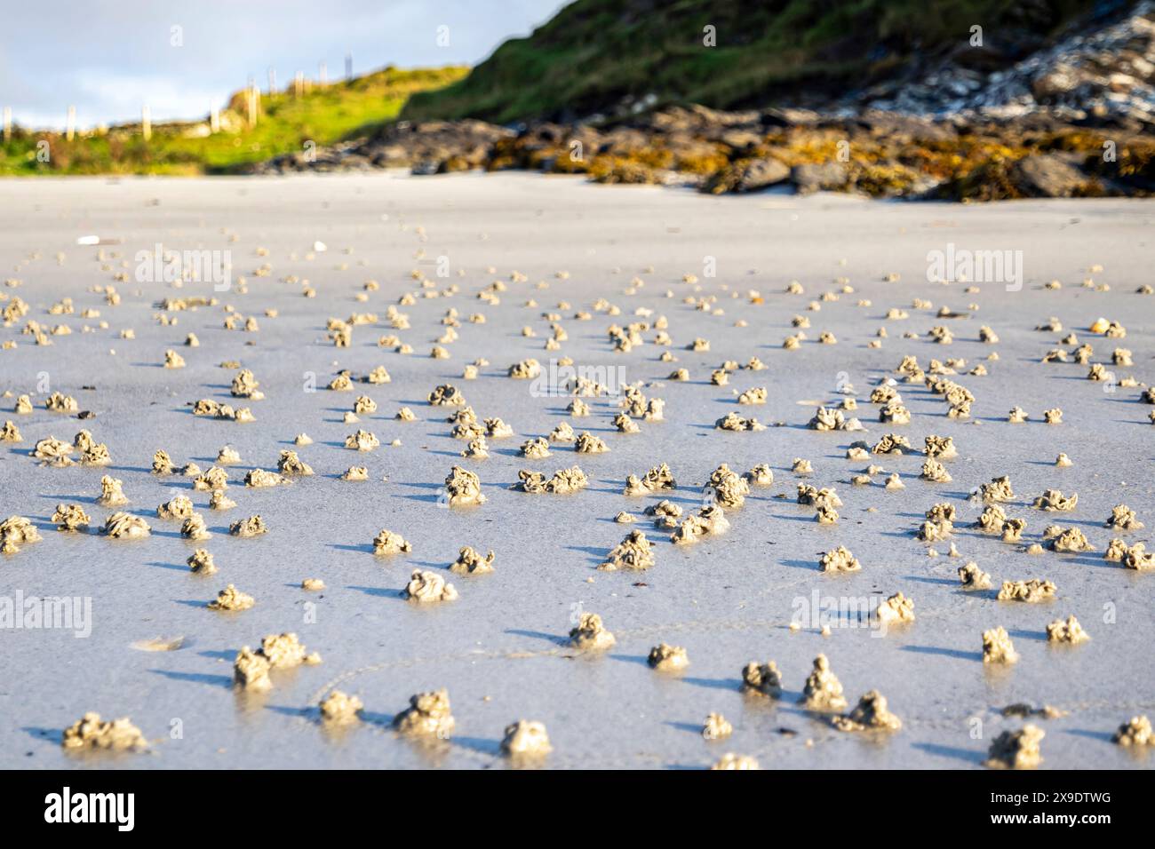 Souffler le lugworm poo sur la côte ouest de l'Irlande - Arenicola Marina. Banque D'Images