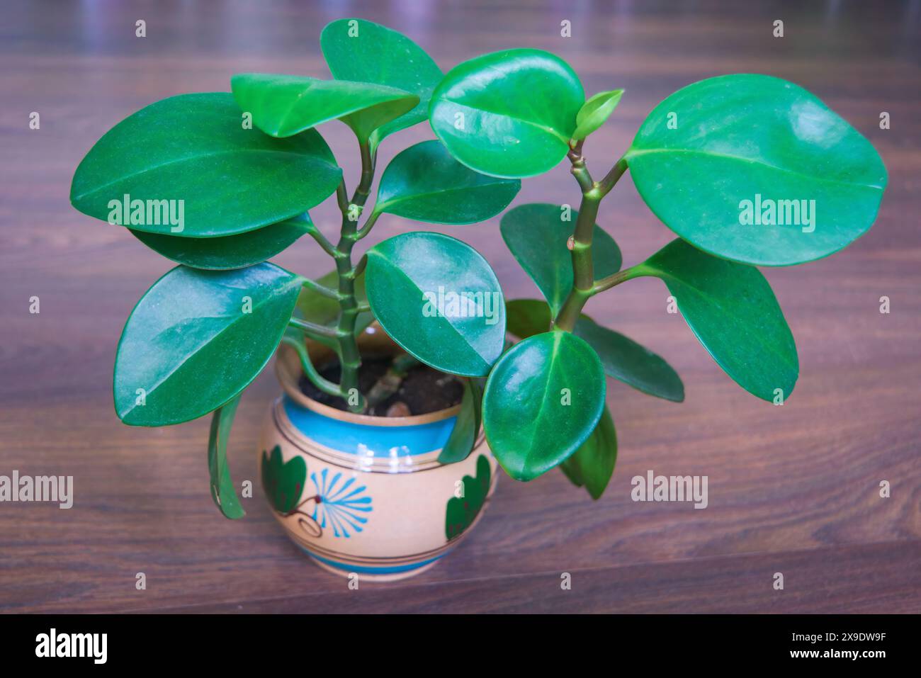 Gros plan de feuilles de peperomia poussant dans un pot. Peperomia obtusifolia. Banque D'Images