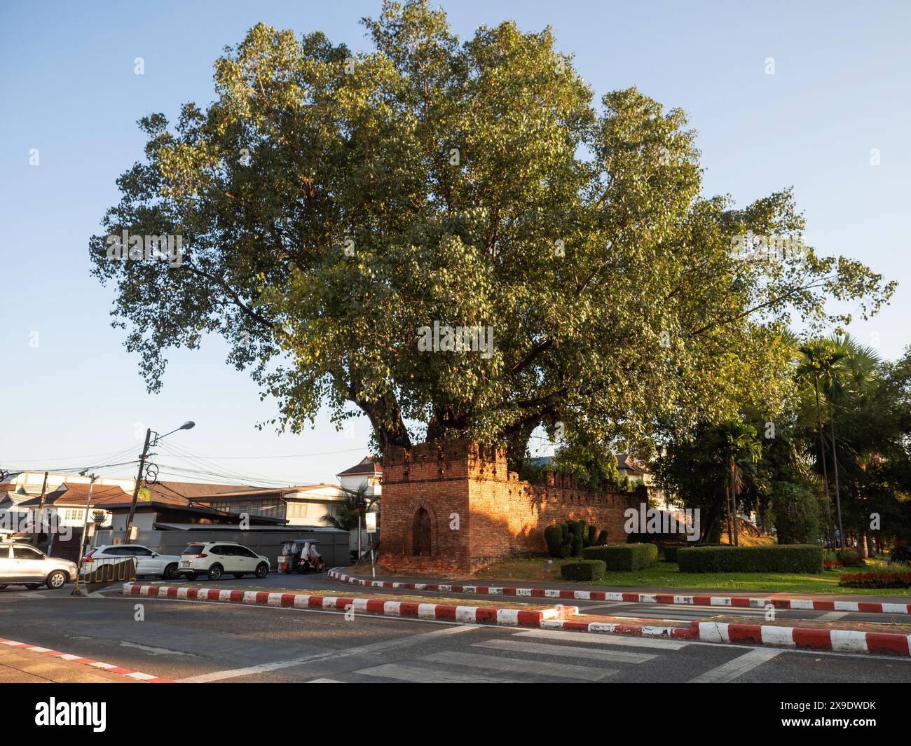 Chiang mai, Thaïlande. 10 JANVIER 2023 : Grand arbre Banyan à Suan Dok Gate, l'une des portes principales importantes pour entrer dans la vieille ville de Chiang mai. Construit avec brique rouge Banque D'Images