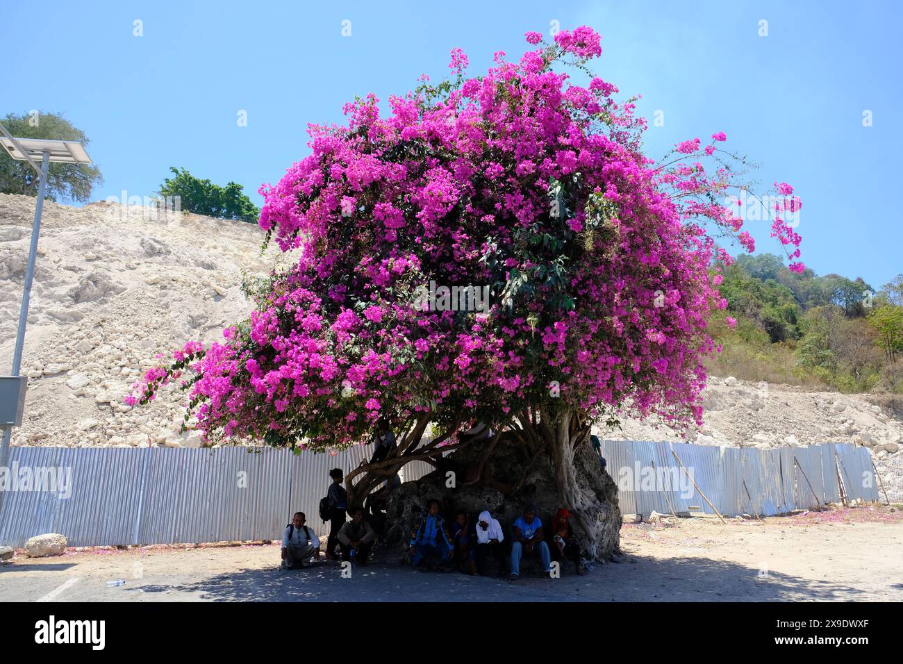 Indonesia Alor Island - énorme fleur de papier en fleurs à l'aéroport Banque D'Images