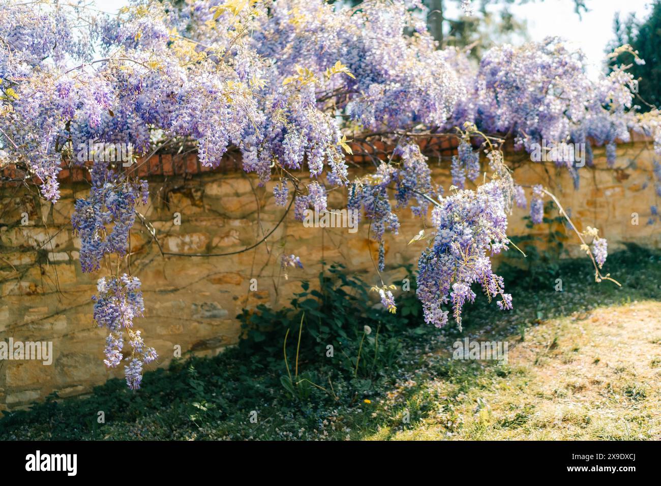 Les fleurs de Wisteria s'enroulent autour d'une vieille clôture de parc Banque D'Images