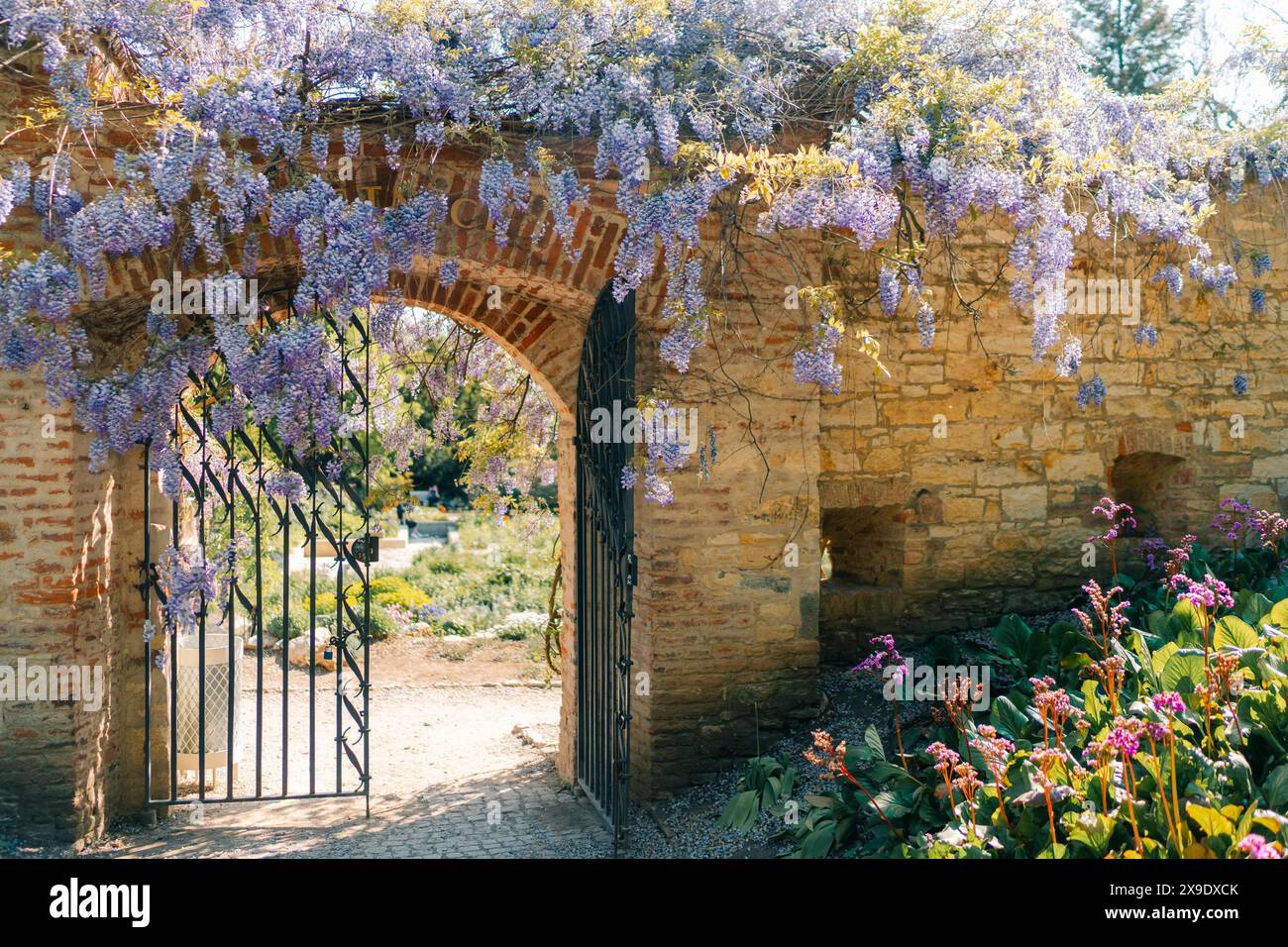 Wisteria de printemps sur une vieille clôture dans un parc de Prague Banque D'Images