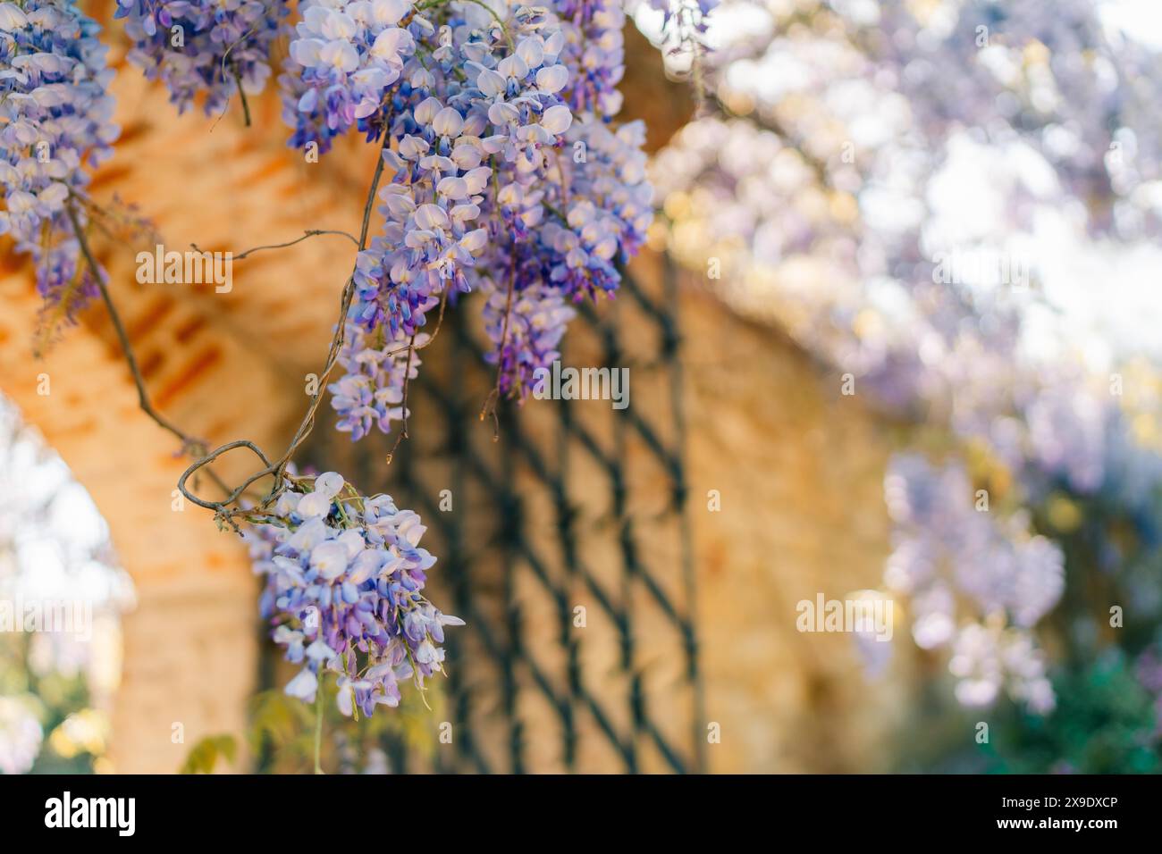 Gros plan de la wisteria violette sur un vieux mur Banque D'Images