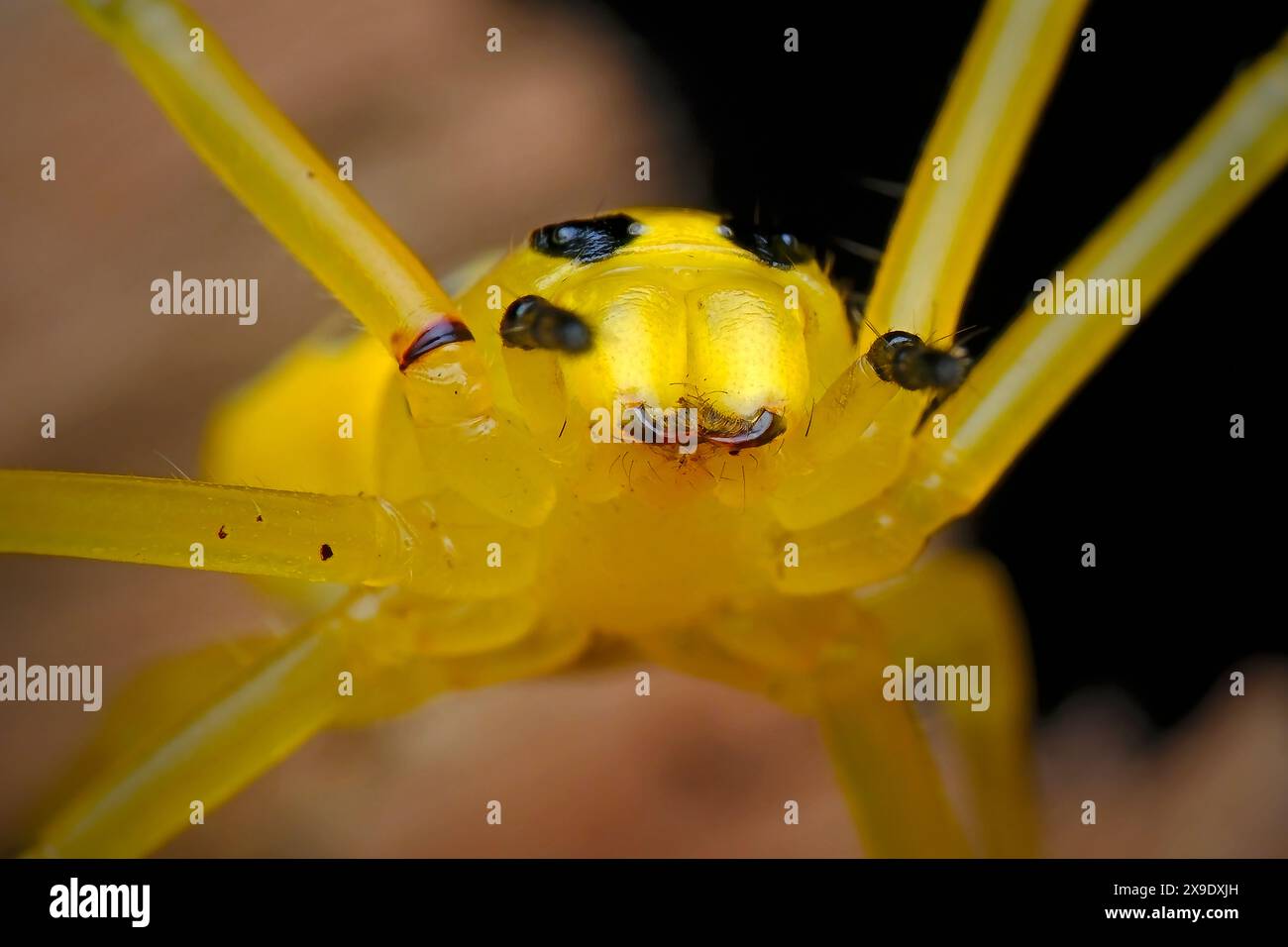 gros plan sur huit araignées en crabe à pois Banque D'Images