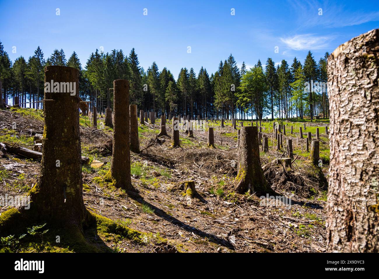 Souches d'arbres dues à la gestion des infestations de ravageurs dans la forêt de Thuringe, Allemagne Banque D'Images