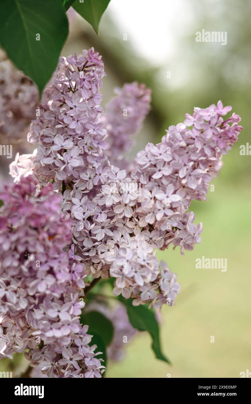 lilas fleuri. macro photographie de fleurs Banque D'Images