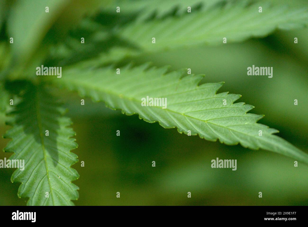 cannabis, plante de marijuana gros plan des feuilles Banque D'Images