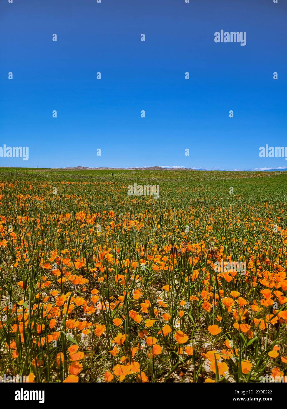 Champs sans fin d'orange : réserve de coquelicots de la vallée de l'Antelope en pleine floraison Banque D'Images