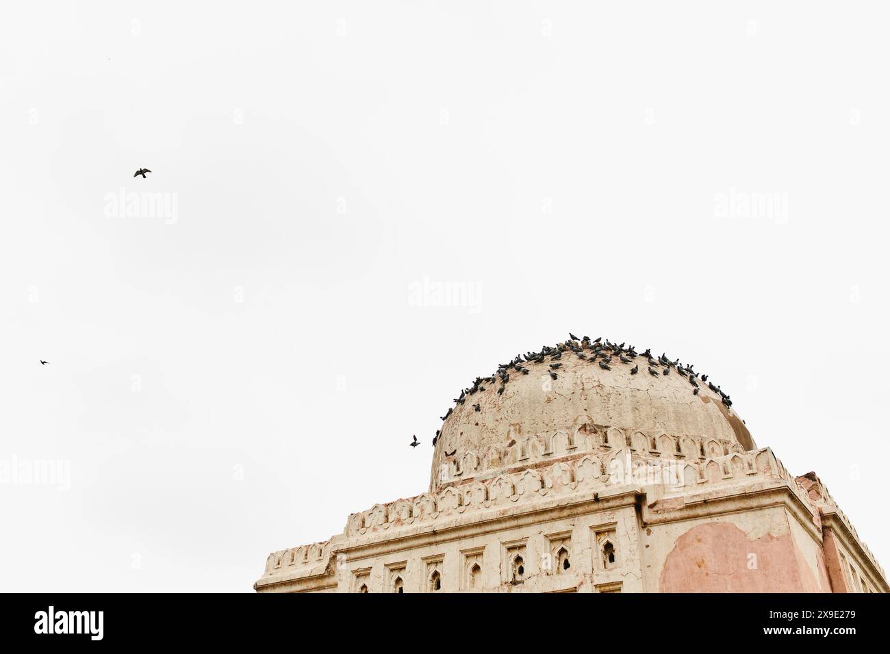 Pigeons assis sur le temple à New Delhi Inde Banque D'Images