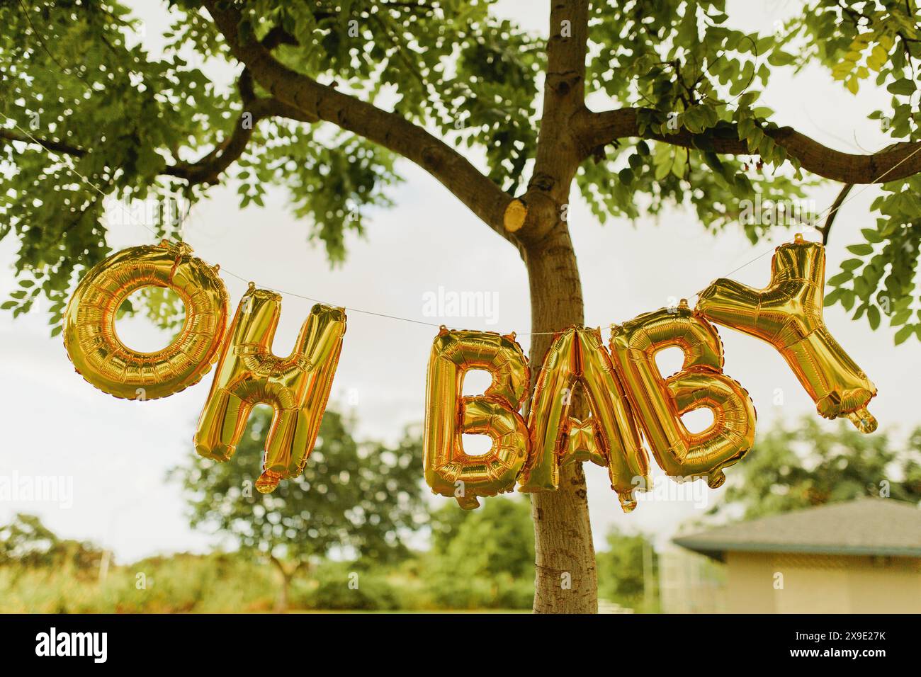 OH Baby Gender révèle des ballons en feuille d'or suspendus dans l'arbre Banque D'Images