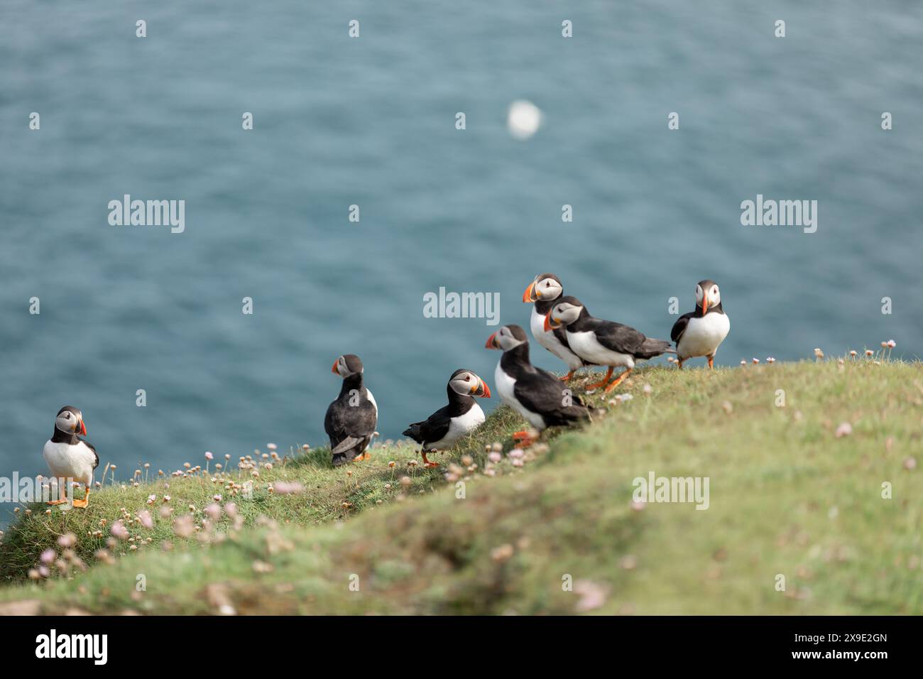 Troupeau de macareux au bord de l'océan Noss Shetland Islands Banque D'Images