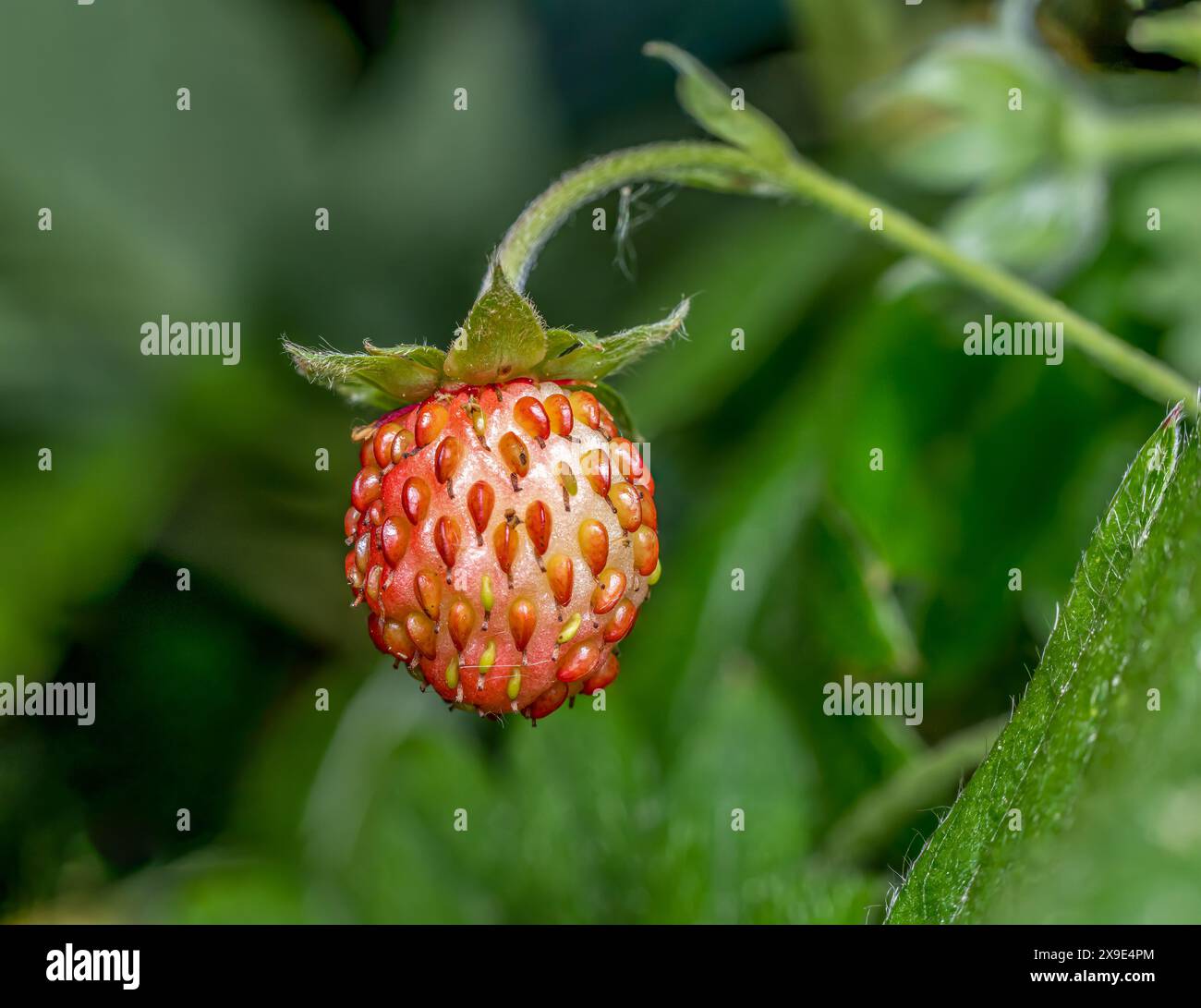 Gros plan de fraise sauvage Banque D'Images