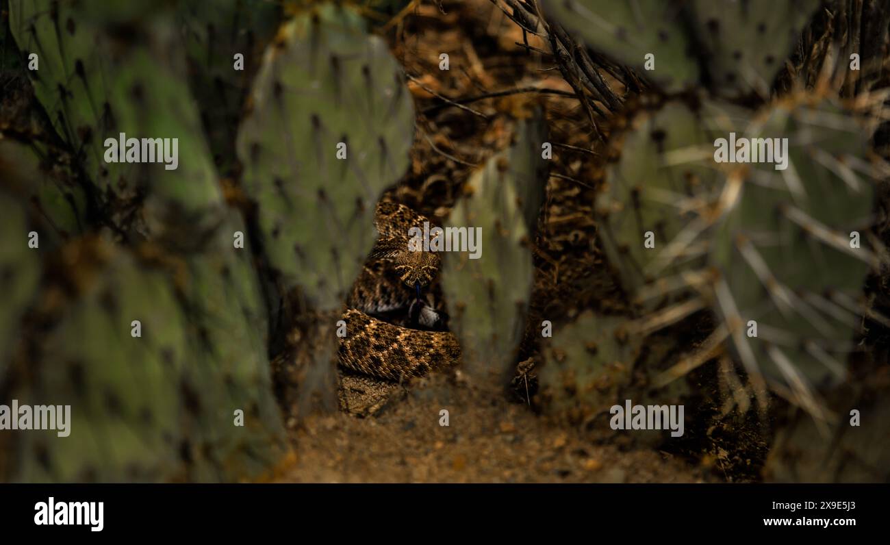 Agité des abris de crotale à dos de diamant de l'Ouest dans les limites d'un cactus et frappe une posture défensive dans le désert de l'Arizona. Banque D'Images