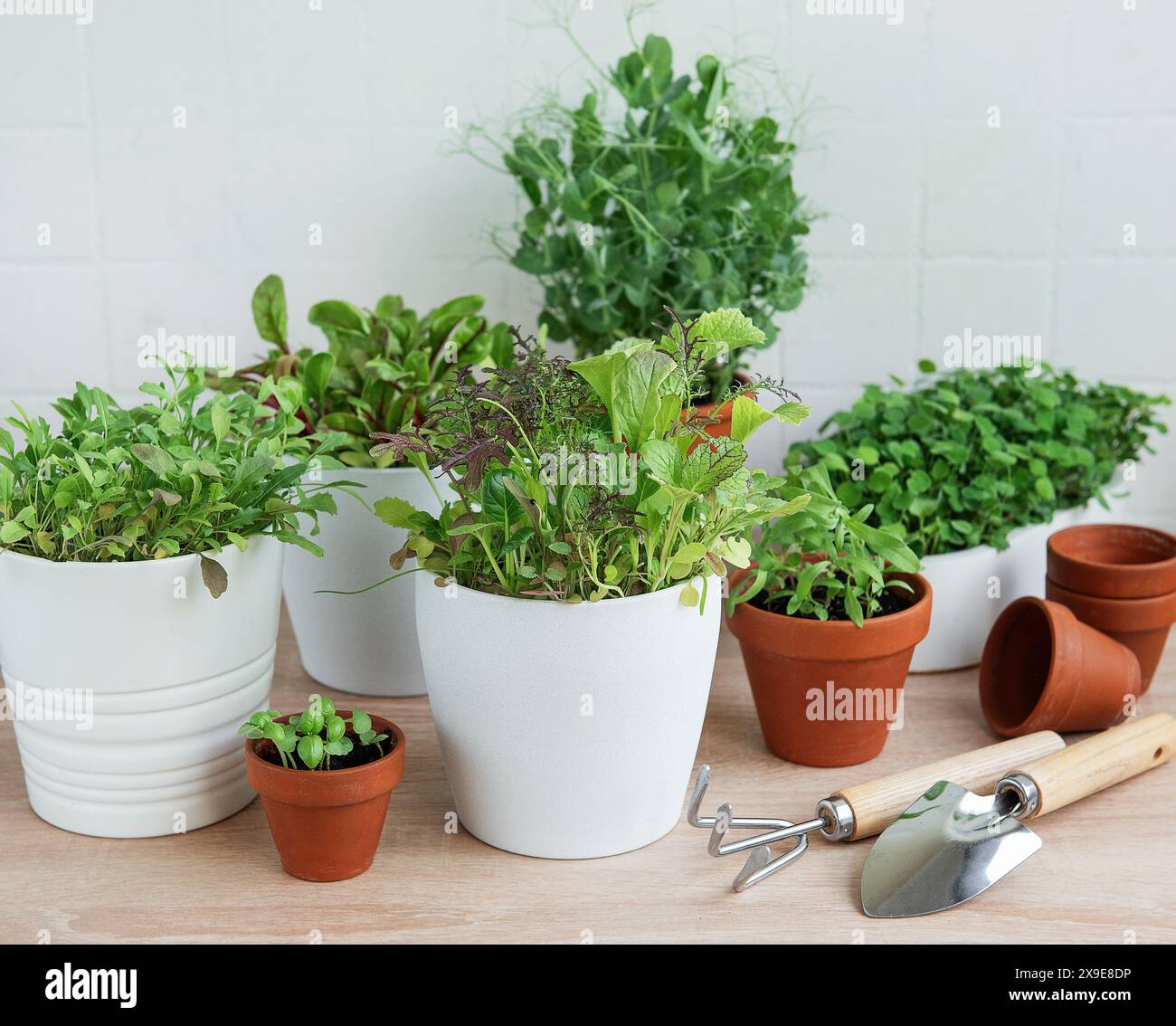 Un éventail d'herbes vertes fraîches en pot sont soigneusement disposées sur une surface en bois Banque D'Images