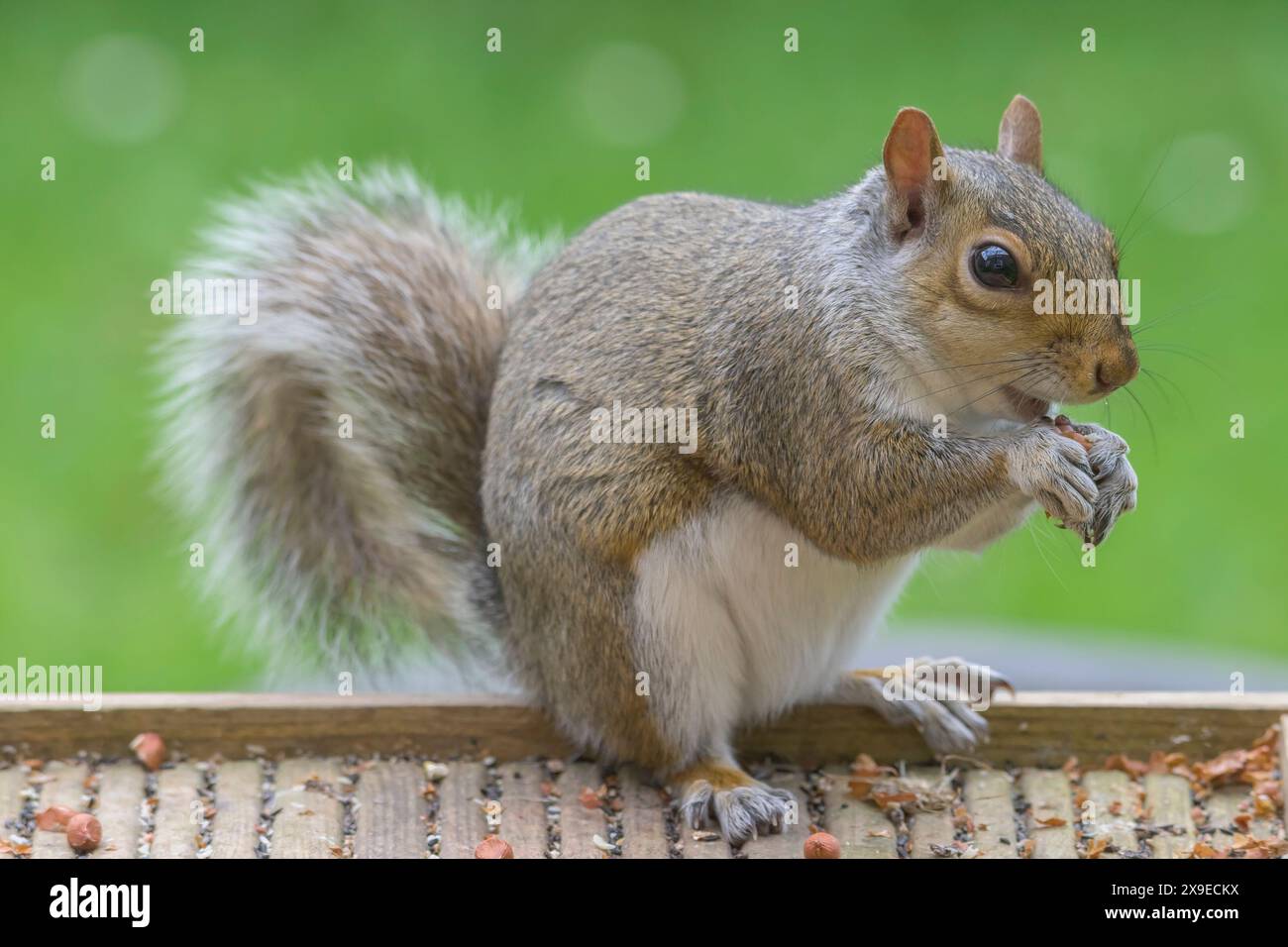 Écureuil gris (écureuil gris de l'est / écureuil gris) Sciurus carolinensis. Manger une cacahuète d'une table d'oiseaux de jardin. May, Kent, Royaume-Uni, Banque D'Images