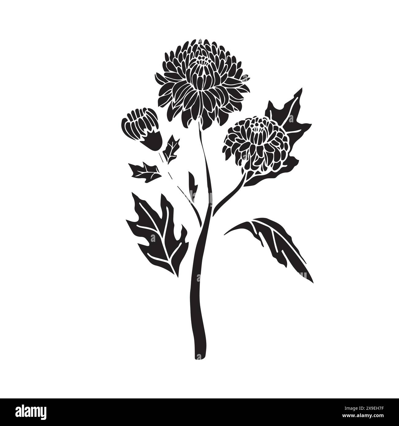 Fleur de chrysanthème dans le style silhouette noire. Illustration vectorielle isolée sur fond blanc. Illustration de Vecteur