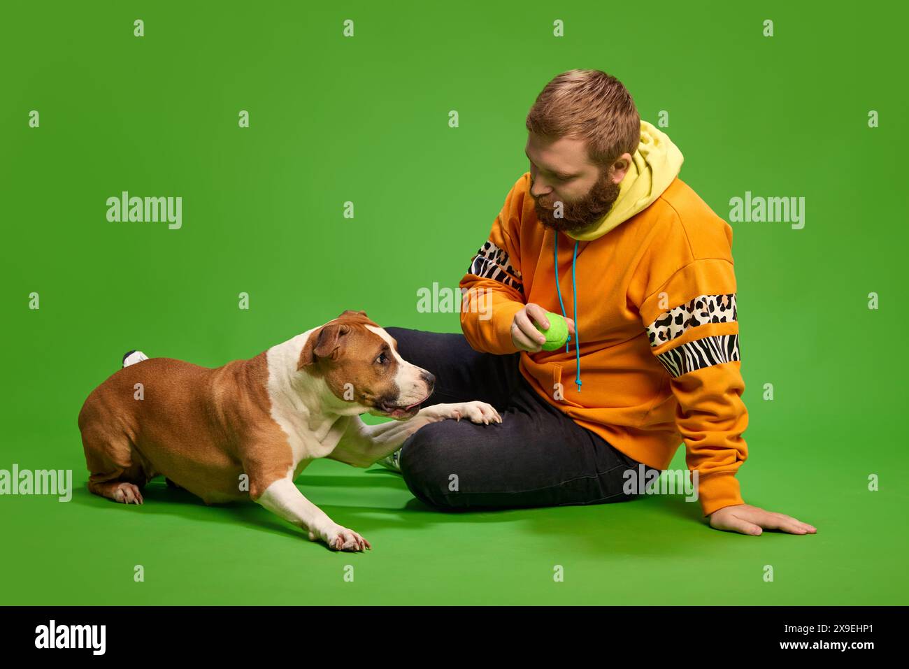 Jeune homme assis sur le sol et joue avec son chien Pitbull de race pure sur fond de studio vert vif. Temps de jeu. Banque D'Images