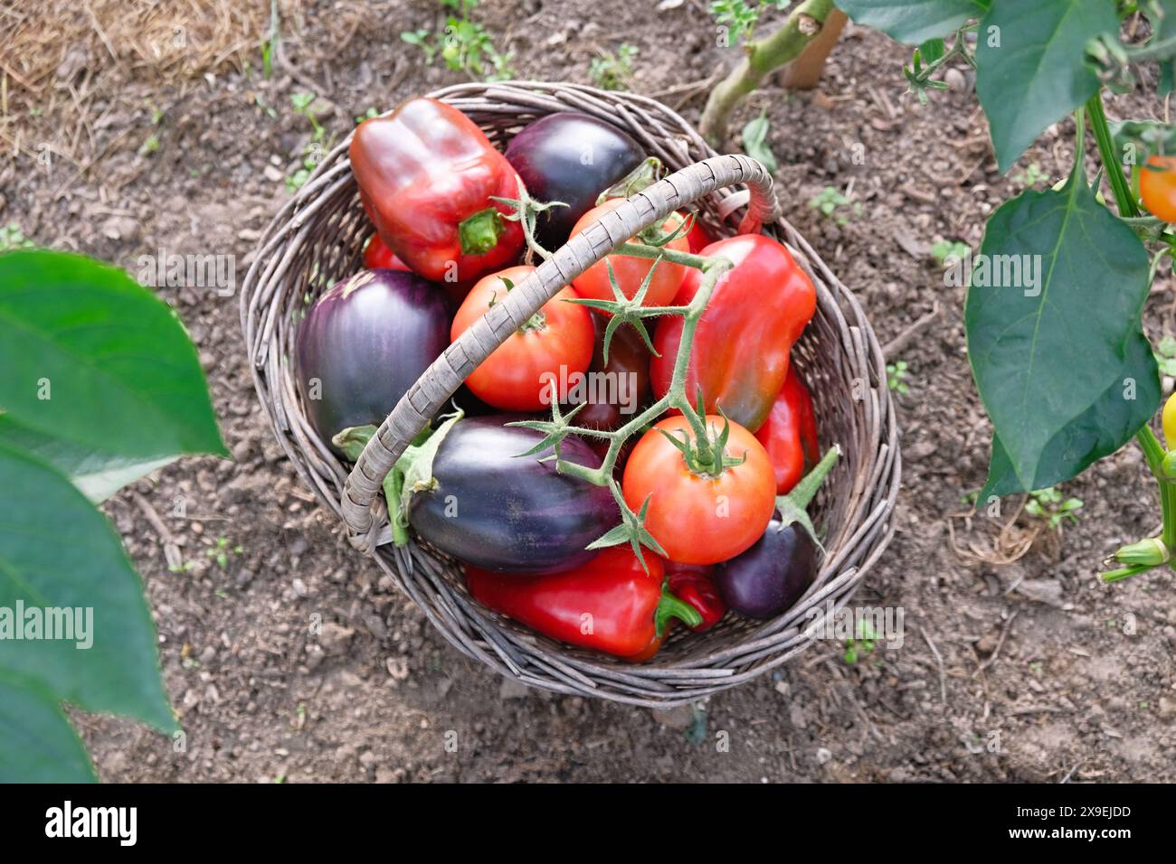 Légumes fraîchement récoltés dans un panier en osier dans le jardin. Agriculture biologique, alimentation saine et jardinage Banque D'Images
