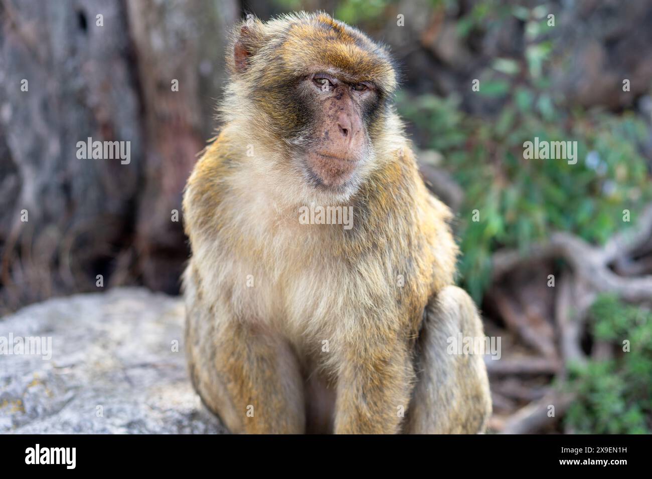 Portrait d'un macaque à Gibraltar Banque D'Images