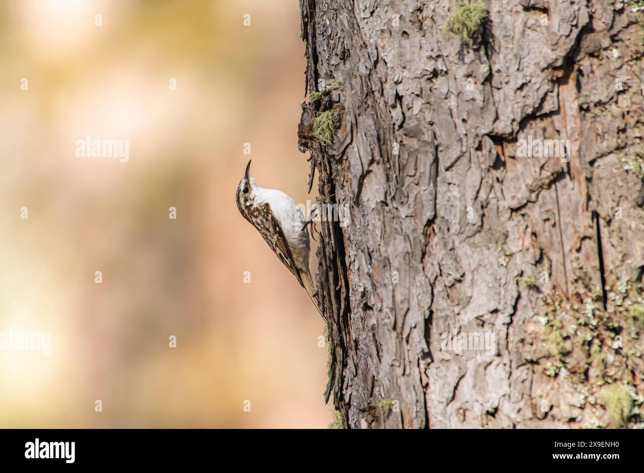 Un Treecreeper eurasien (Certhia familiaris) en route vers le nid. Banque D'Images