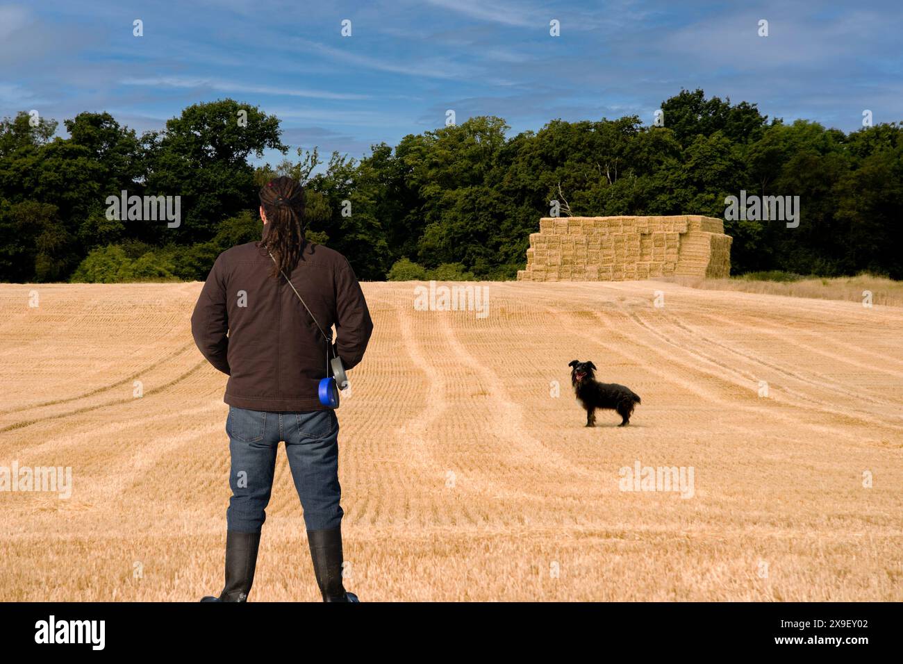 Un homme debout regardant un champ de blé fraîchement récolté avec des balles de foin empilées au loin et un chien de berger debout dans le champ le regardant Banque D'Images
