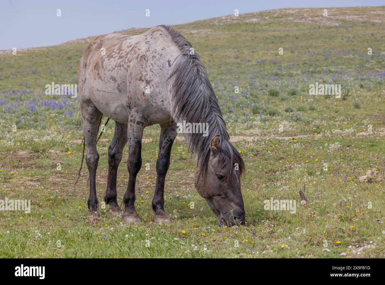 Wild Horse dans les montagnes Pryor Montana en été Banque D'Images