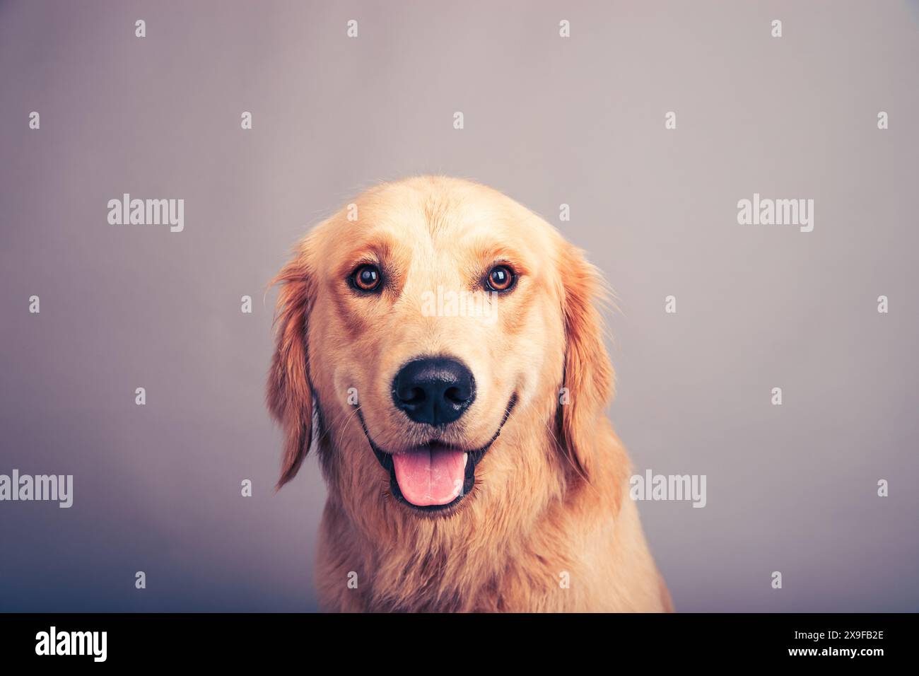 Portrait en gros plan d'un heureux Golden retriever assis devant un fond gris Banque D'Images