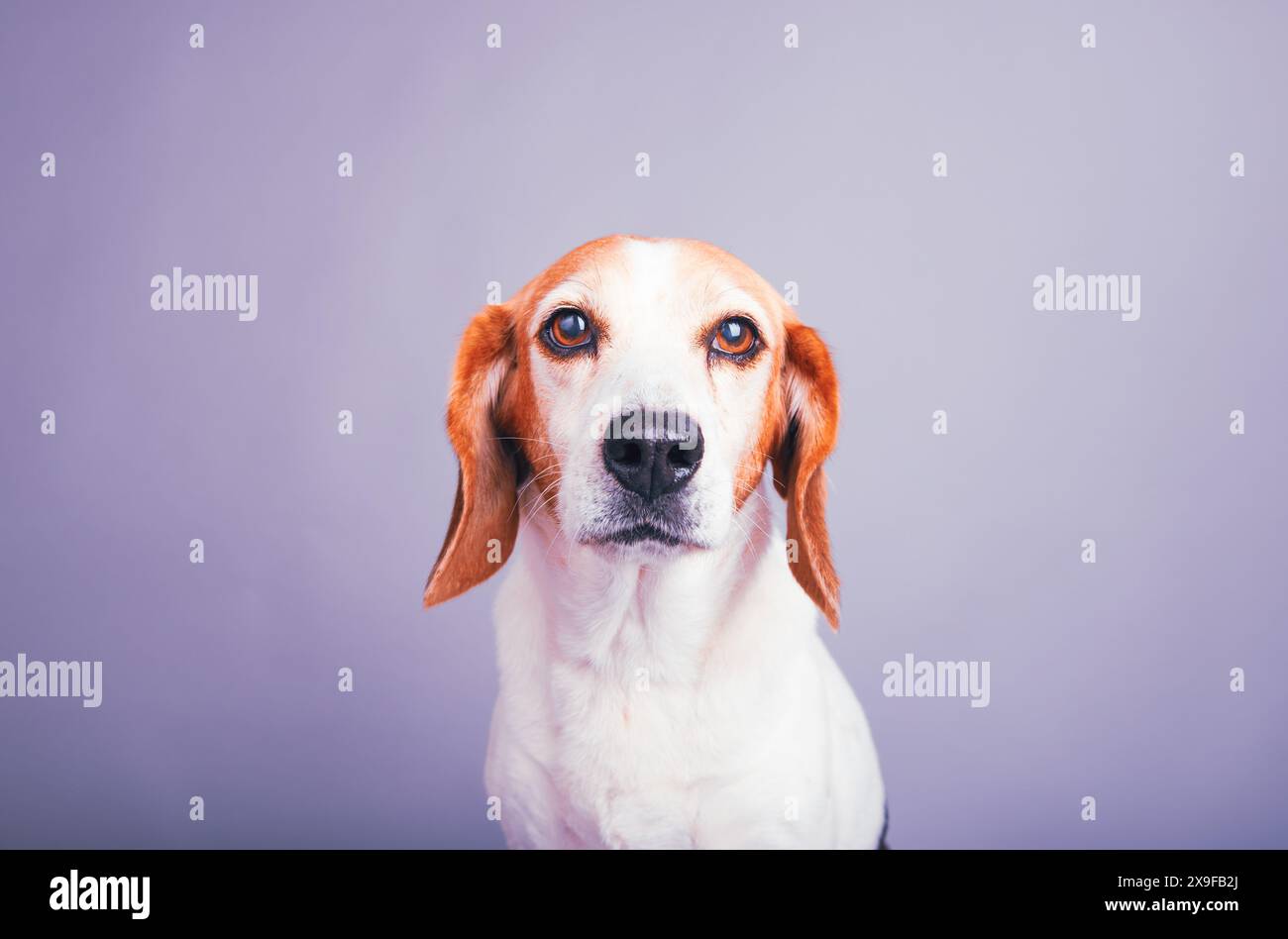 Portrait en gros plan d'un beagle assis devant un fond violet Banque D'Images