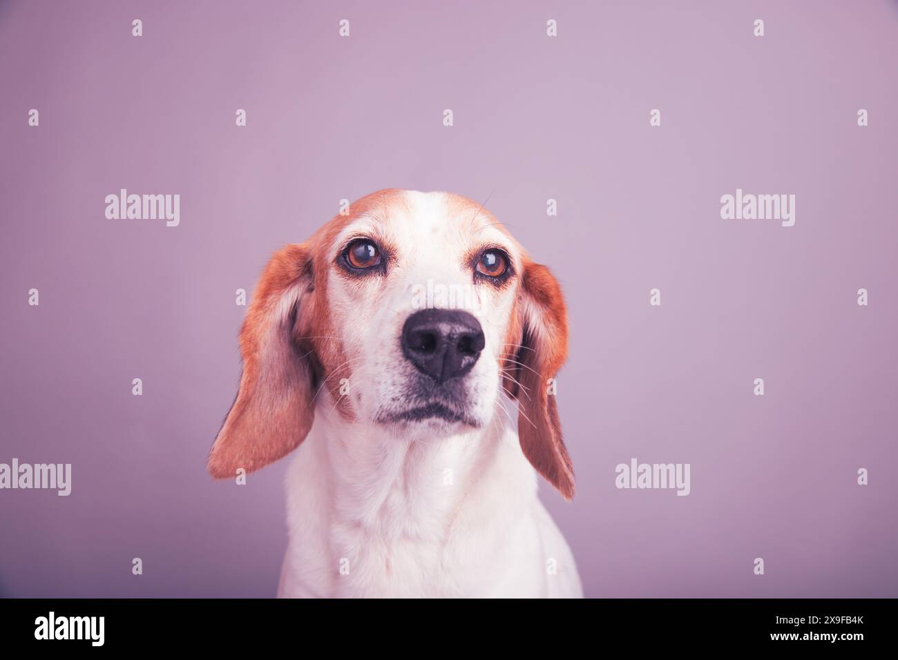 Portrait d'un beagle assis devant un fond violet Banque D'Images