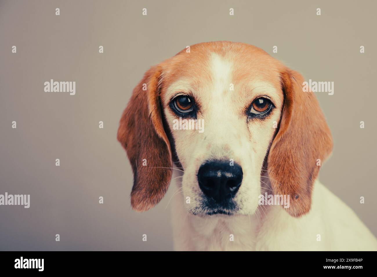 Portrait d'un beagle assis devant un fond gris Banque D'Images