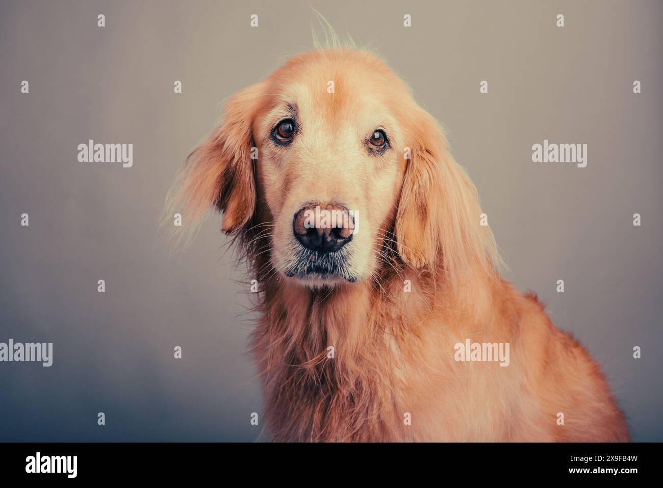 Portrait d'un Golden retriever assis devant un fond gris Banque D'Images