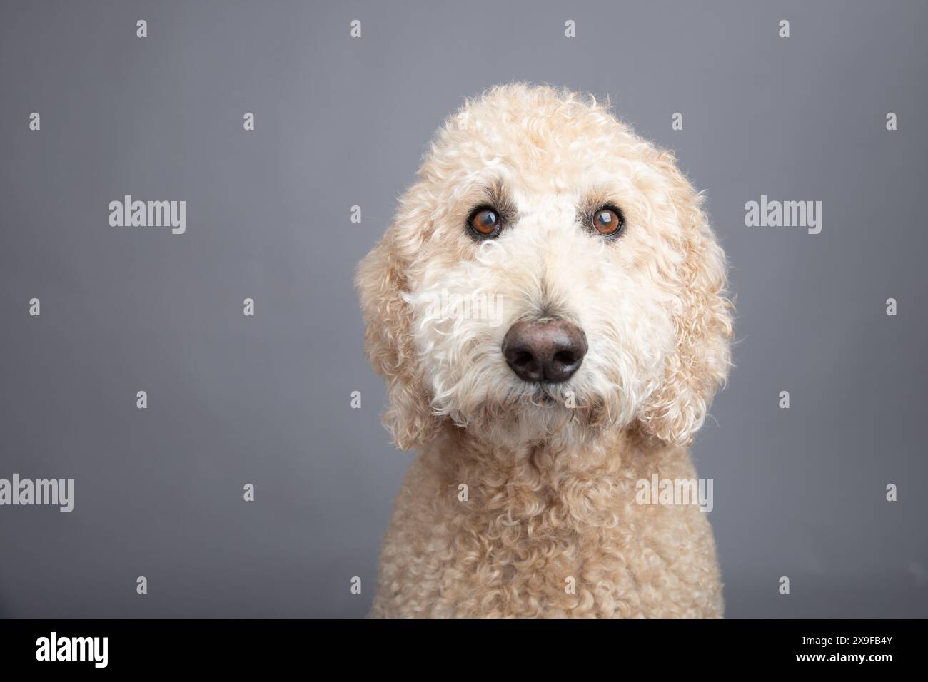 Portrait d'un labradoodle crème assis devant un fond gris Banque D'Images