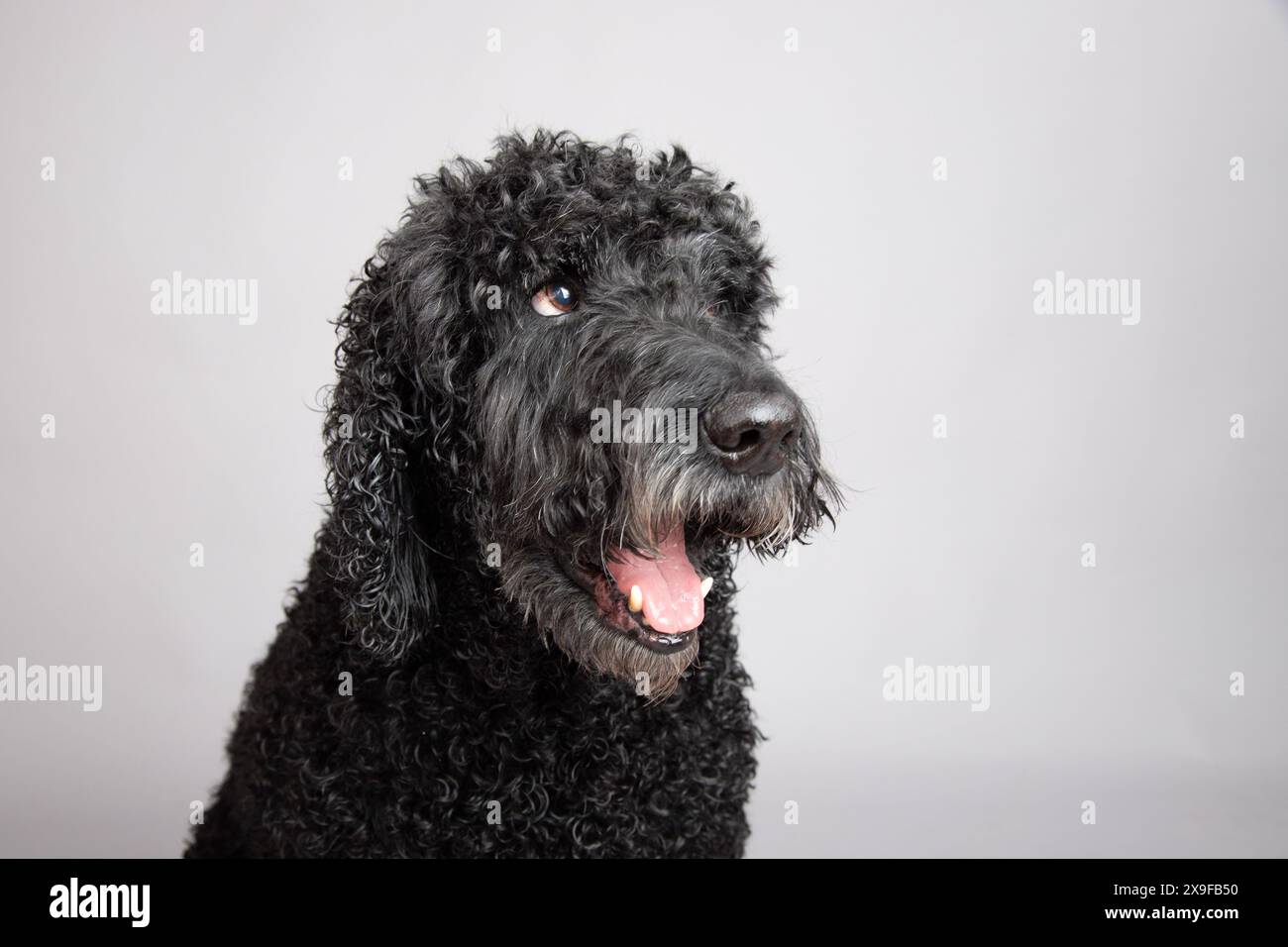 Portrait d'un labradoodle noir assis devant un fond gris Banque D'Images