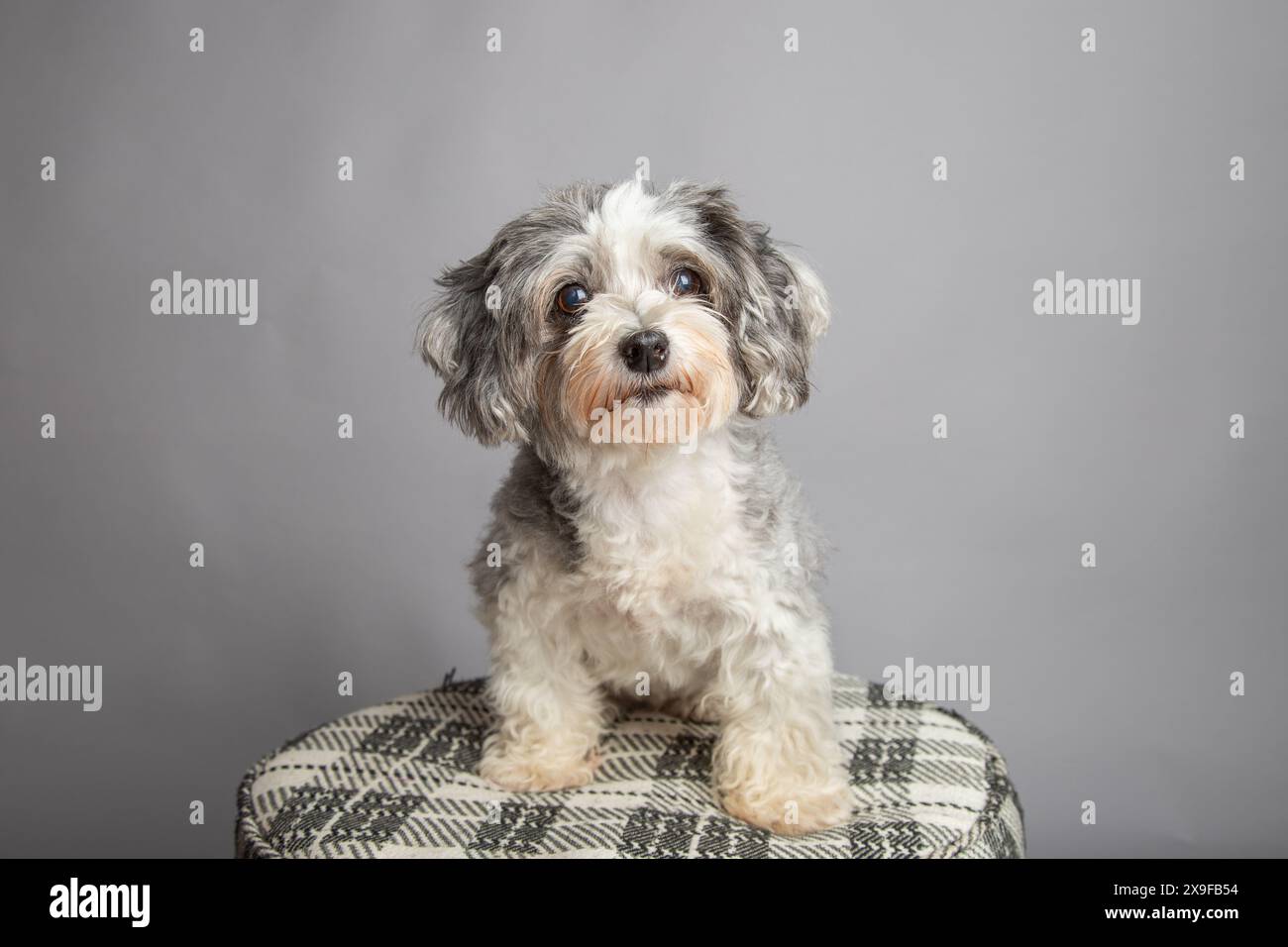 Portrait d'un maltipoo gris et blanc assis sur un tabouret sur un fond gris Banque D'Images