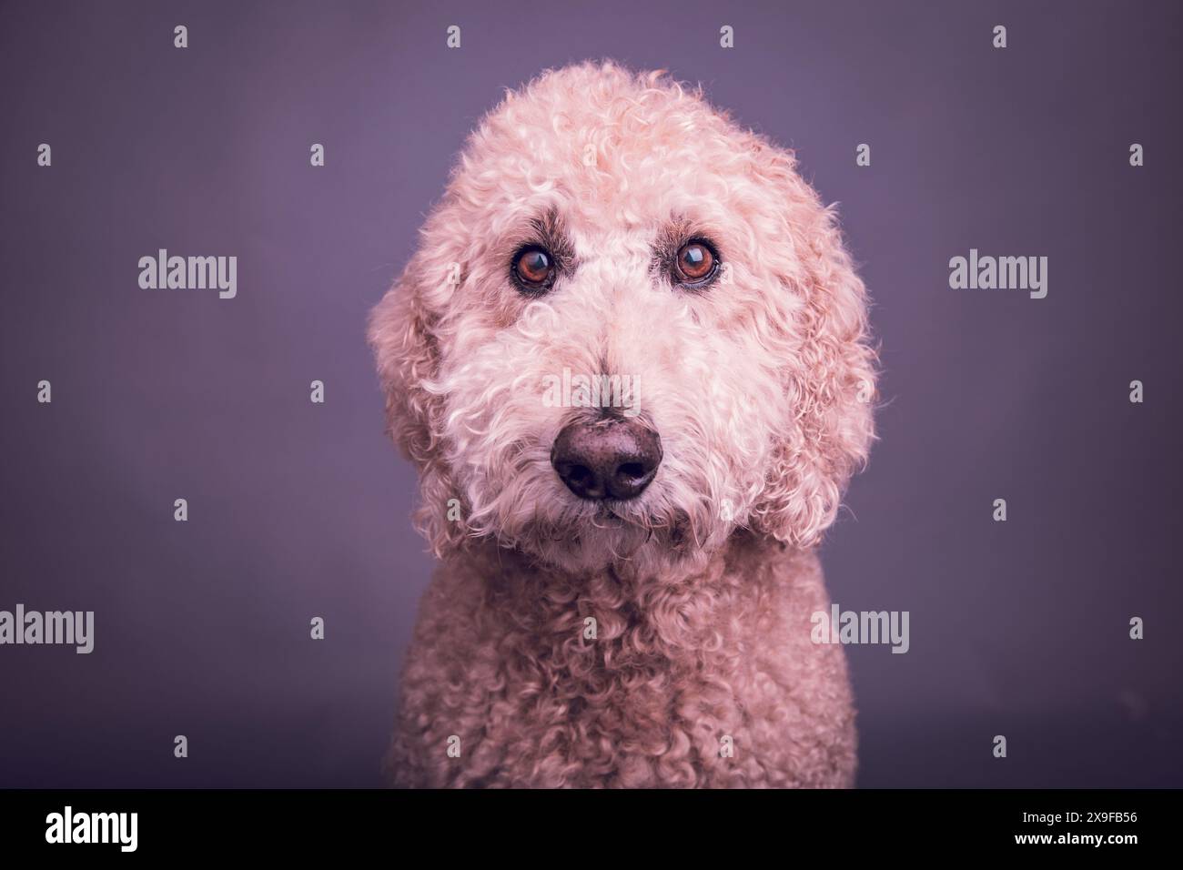Portrait d'un labradoodle crème se trouvant devant un fond gris Banque D'Images