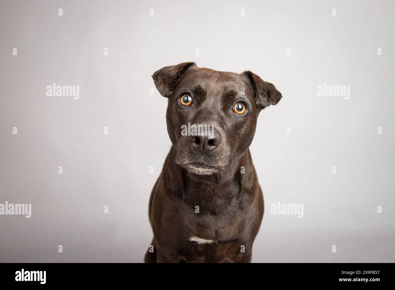 Portrait d'un mélange terrier noir assis devant un fond gris Banque D'Images