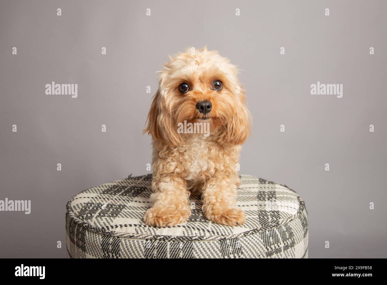 Portrait d'un cavapoo jouet assis sur un tabouret devant un fond gris Banque D'Images