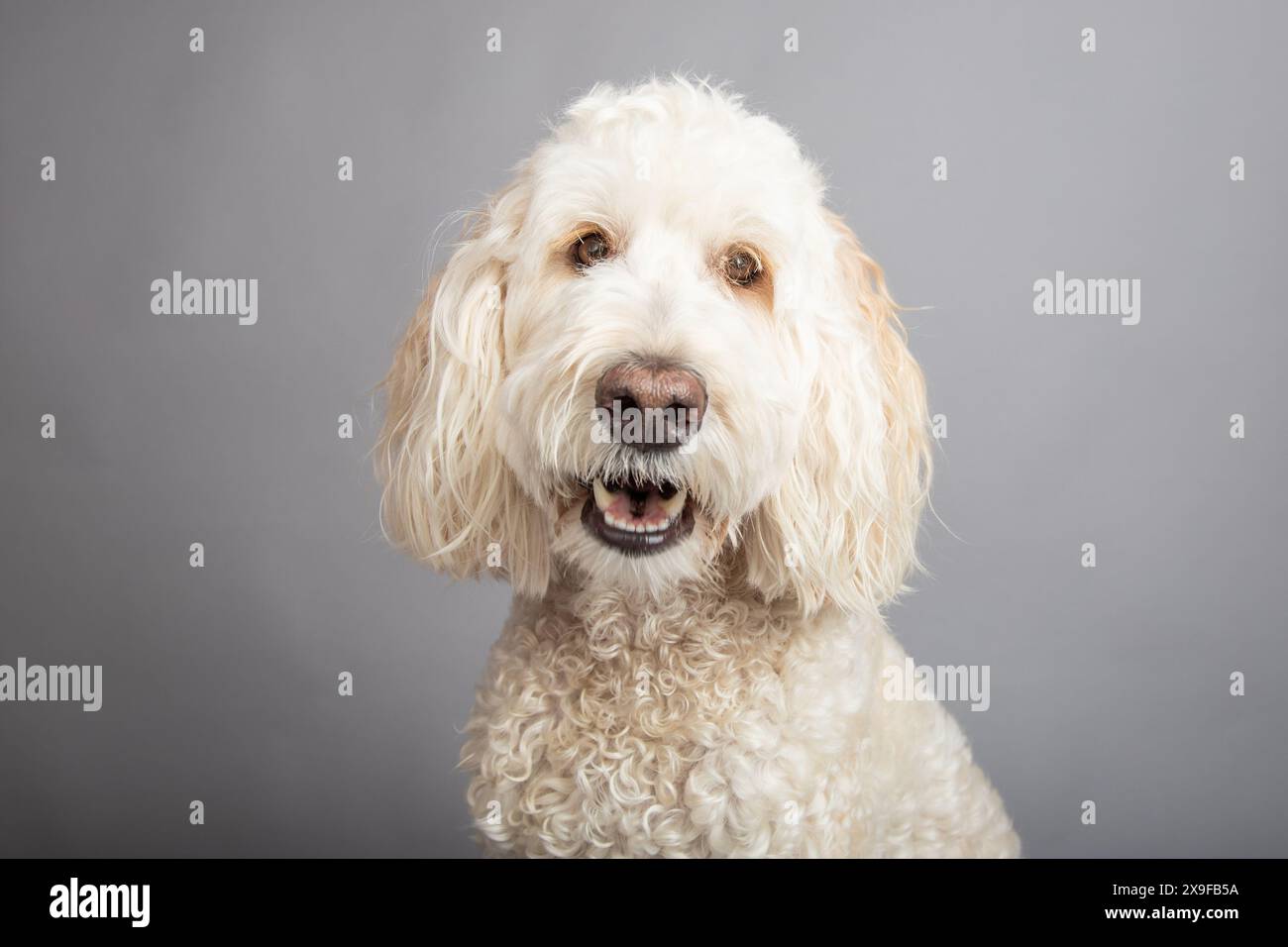 Portrait d'un labradoodle crème sur fond gris Banque D'Images