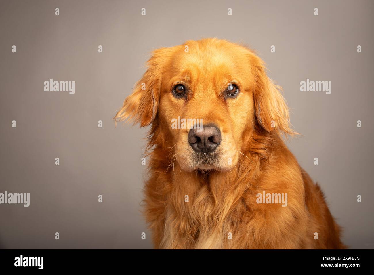Portrait d'un retriever doré rouge assis devant un fond gris Banque D'Images