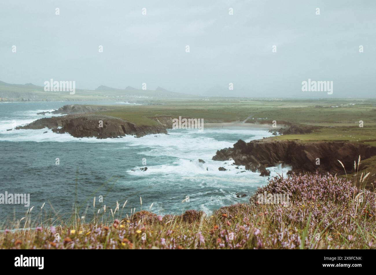 Falaises côtières, Slea Head Drive sur la Wild Atlantic Way, péninsule de Dingle, comté de Kerry, Irlande Banque D'Images