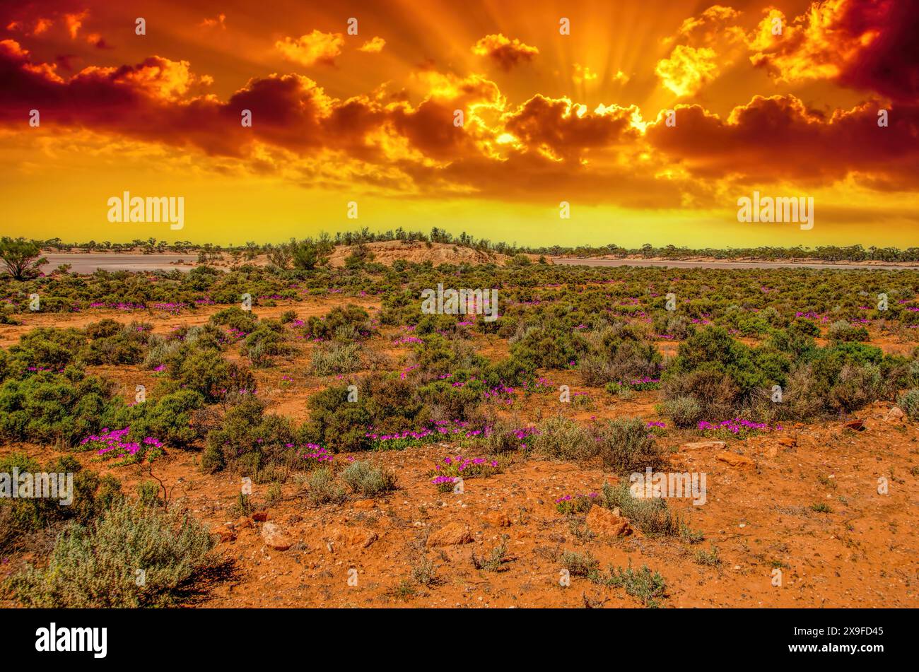 Spectaculaire coucher de soleil orange et jaune sur une route droite à travers le paysage de l'Outback, Kalgoorlie, Australie occidentale, Australie Banque D'Images