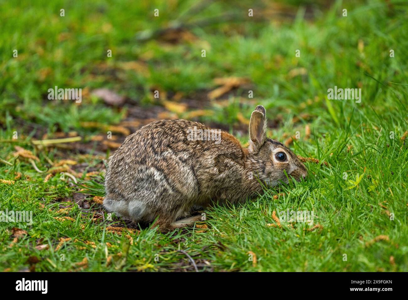 Un lapin se nourrit d'herbe à Juanita Bay Park, Lake Washington à Kirkland, État de Washington, États-Unis. Banque D'Images