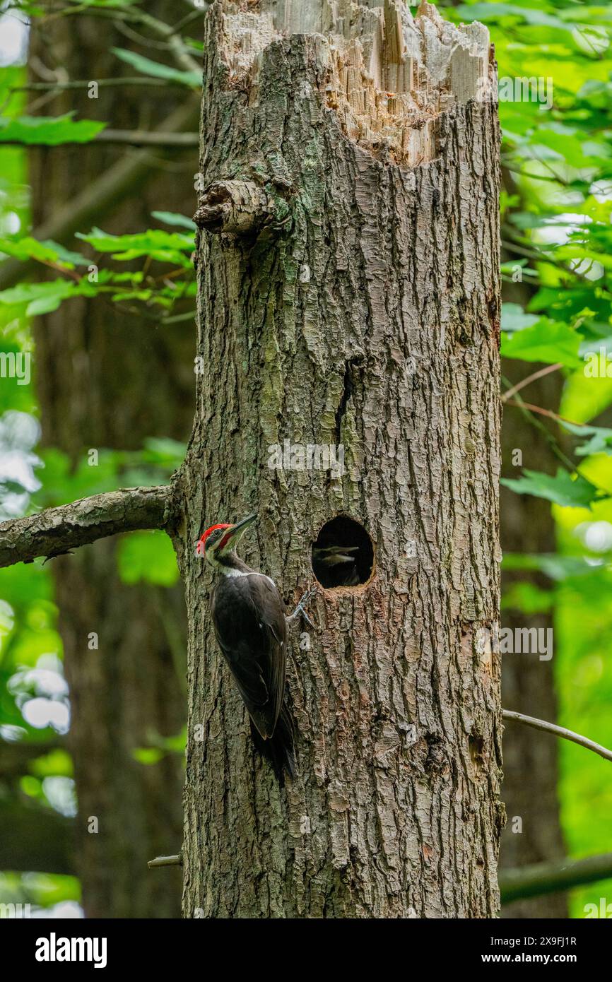 Un pics pilé mâle Dryocopus pileatus au trou de nidification d'un arbre dans un parc à Kirkland, État de Washington, États-Unis. Banque D'Images