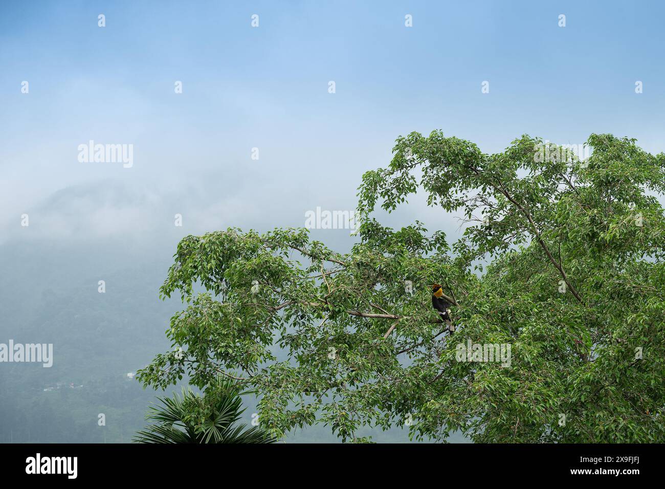 Le grand oiseau Hornbill, Buceros bicornis, également connu sous le nom de Hornbill concave-casqué, grand Hornbill indien ou grand Hornbill pied, est perché. Banque D'Images