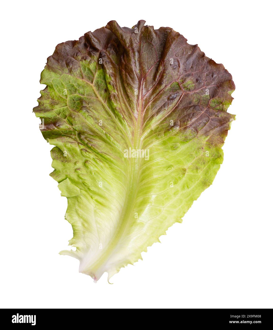 Laitue rouge. Feuille unique d'une variété de laitue avec des feuilles frissonneuses individuelles vert clair à marron foncé et souples avec côte centrale rigide. Banque D'Images