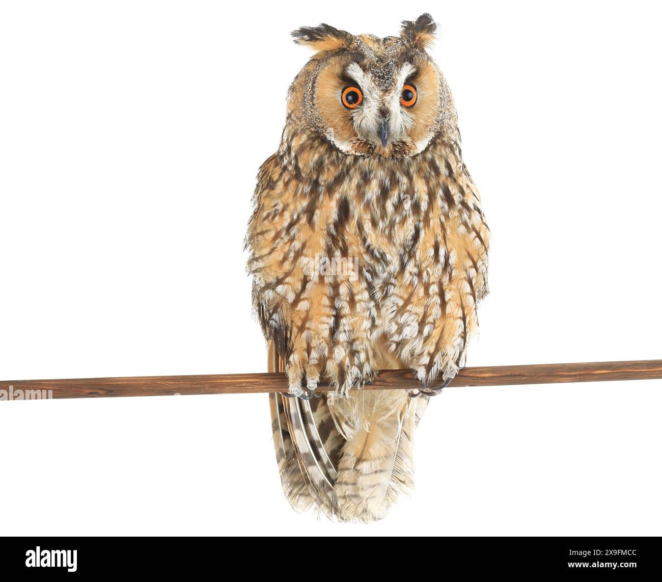 hibou avec sur un fond blanc Banque D'Images