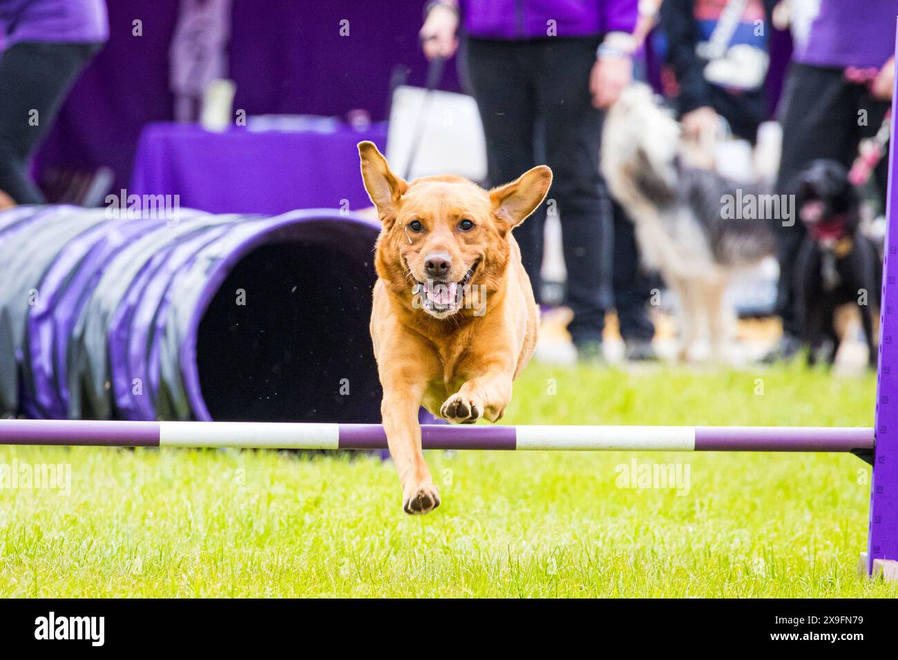 SHEPTON MALLET, SOMERSET, Royaume-Uni, 31 mai 2024, chien en compétition dans le parcours Dog Agility, dans l'arène Pawsability au Royal Bath and West Show. Crédit John Rose/Alamy Live News Banque D'Images