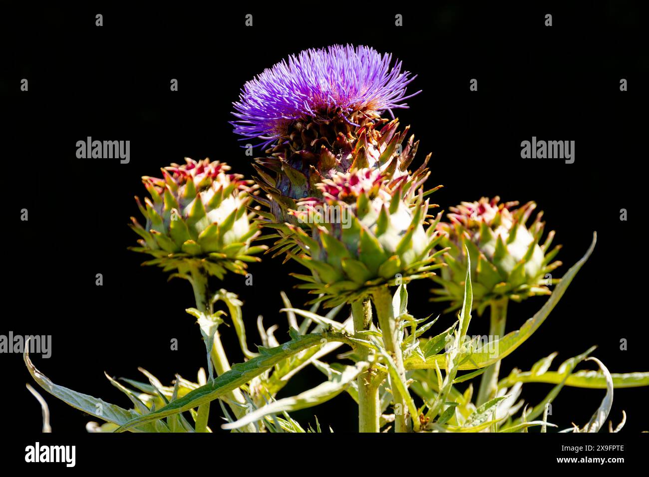 Artichaut de floraison Banque D'Images