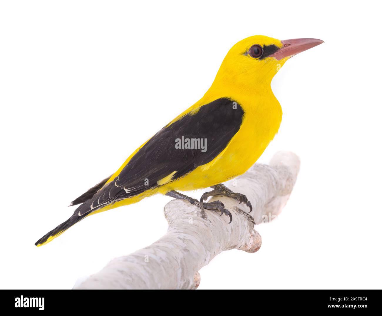 Oriole dorée eurasienne (Oriolus oriolus) isolée sur fond blanc Banque D'Images