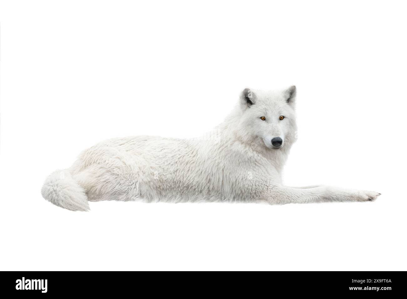 Un loup blanc arctique repose dans la neige. Isolé sur fond blanc. Banque D'Images